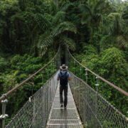 Tourist Walking A Suspended Bridge Through A Cloud Forest In Costa Rica, Central America