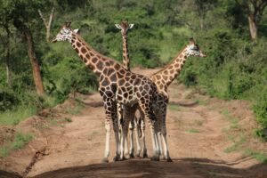 Giraffes in the road in Uganda