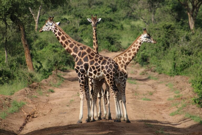Giraffes in the road in Uganda
