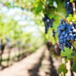 Close up of grapes in a vineyard
