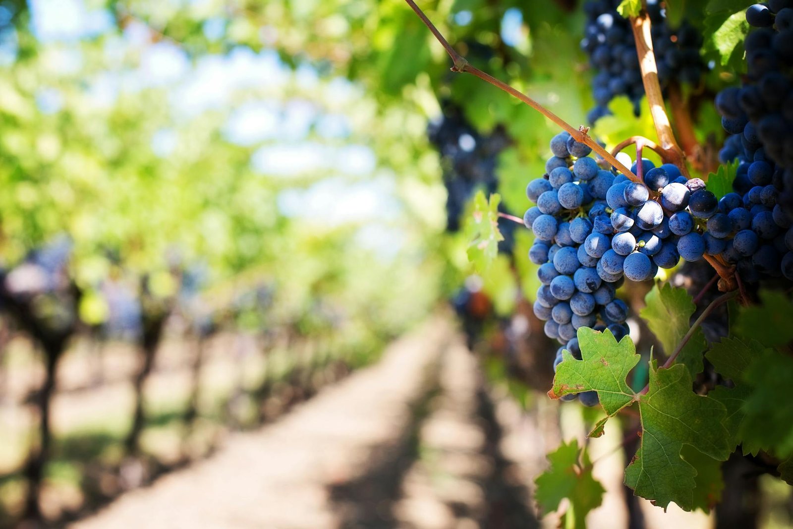 Close up of grapes in a vineyard
