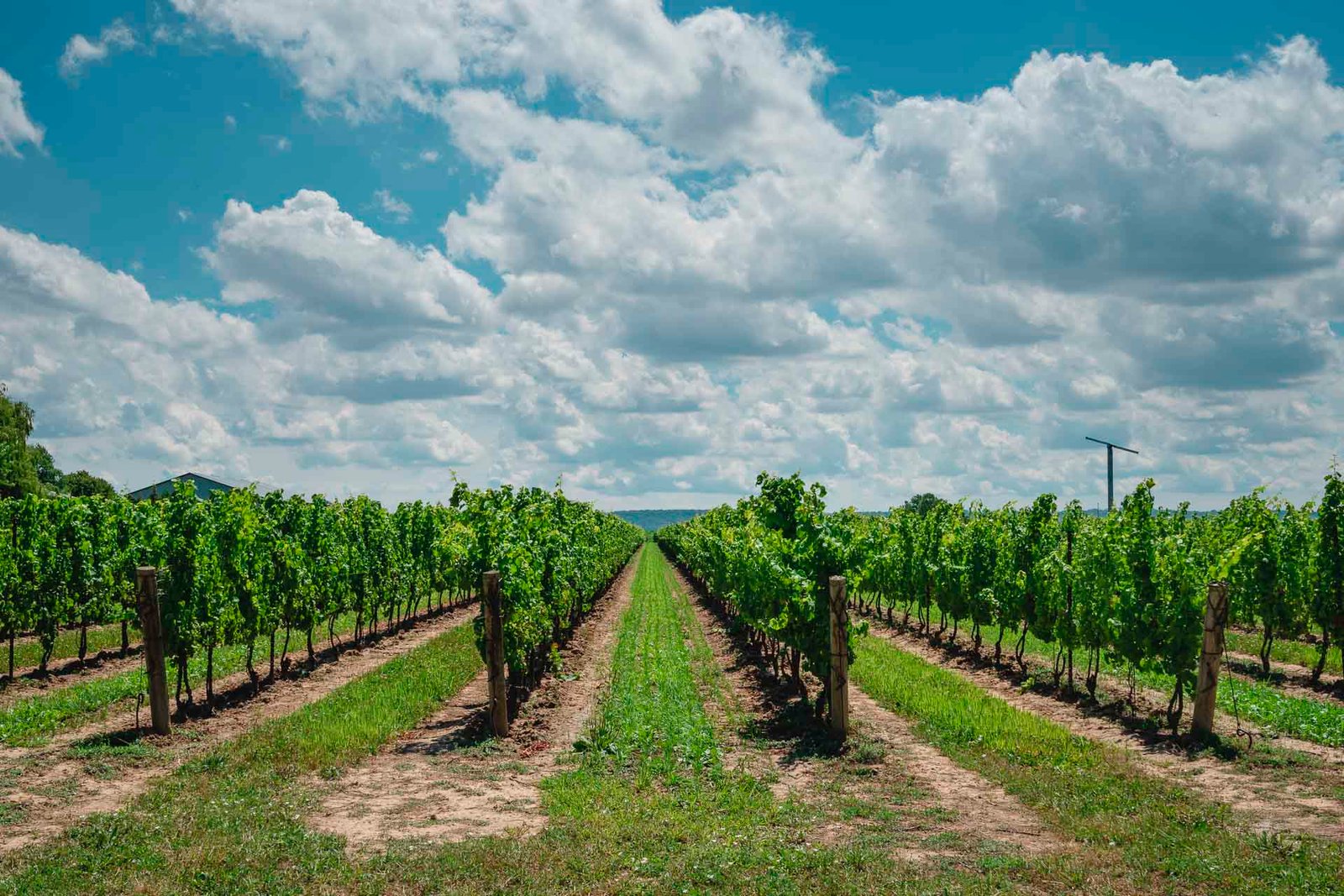 Wine tasting in Prince Edward County