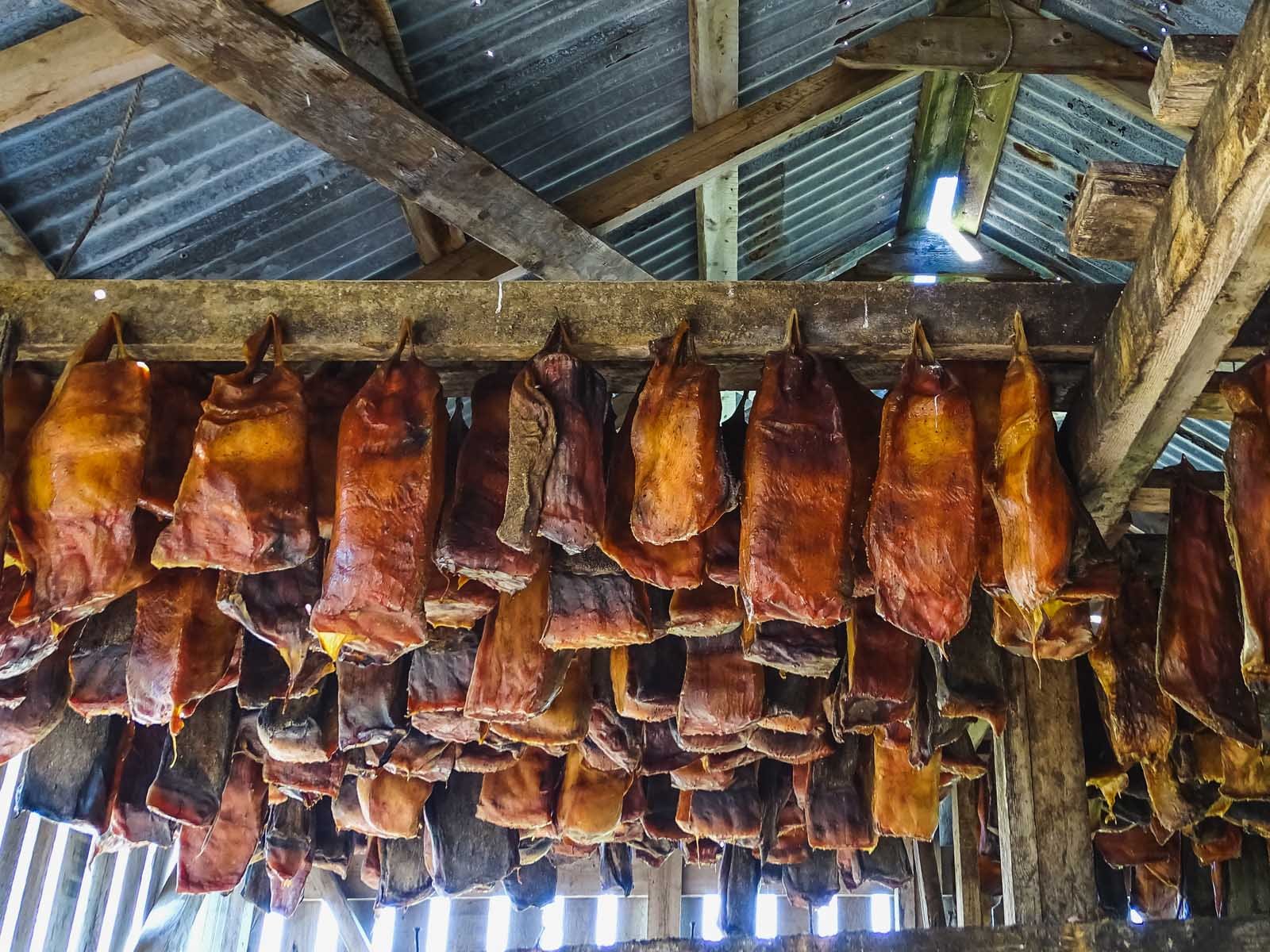 Fermented shark Iceland hakarl