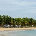 Palm fringed beach in the Caribbean
