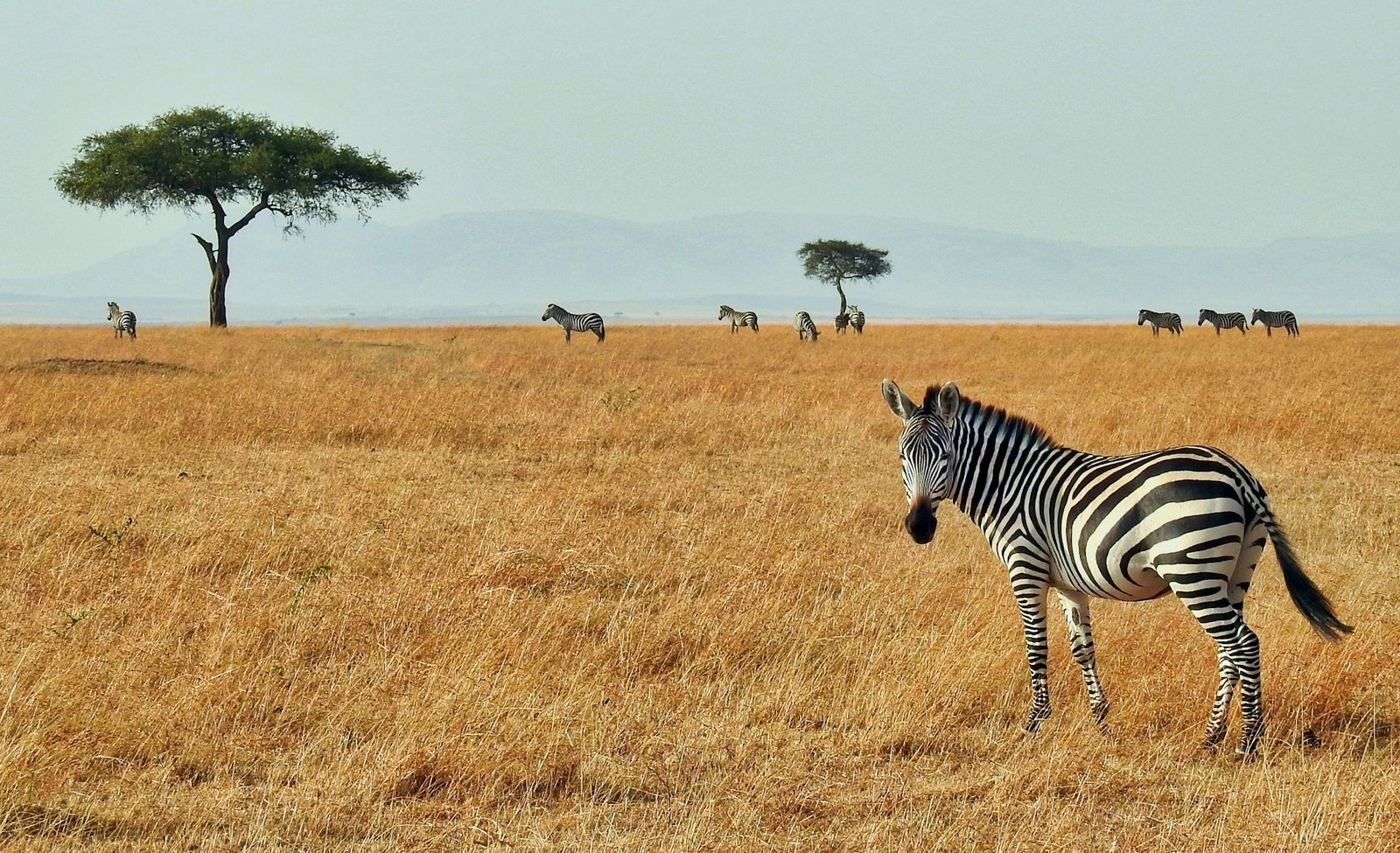 Zebra in Kenya