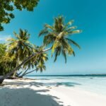 Tropical beach with Palm Trees